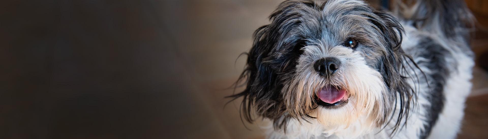 Arkansas Animal Shelter Statistics Best Friends Animal Society